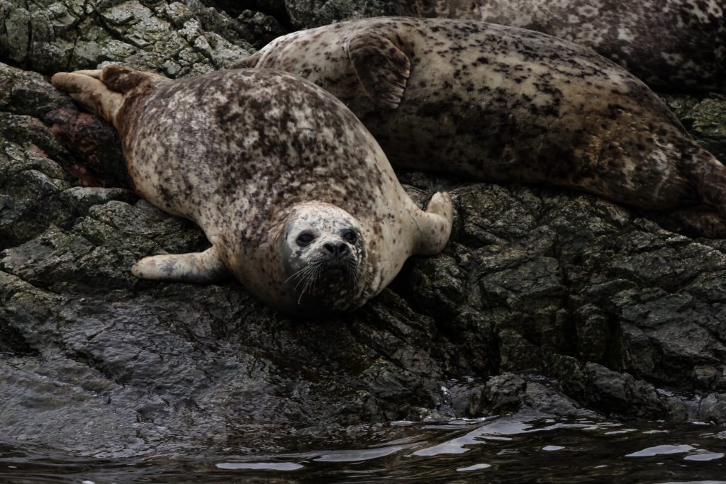 Harbour seal