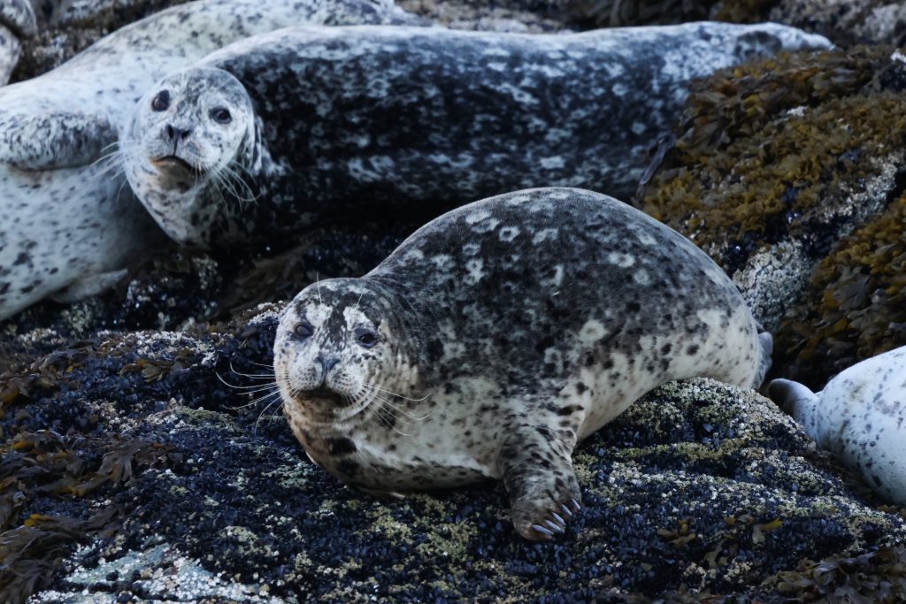 Grey seals