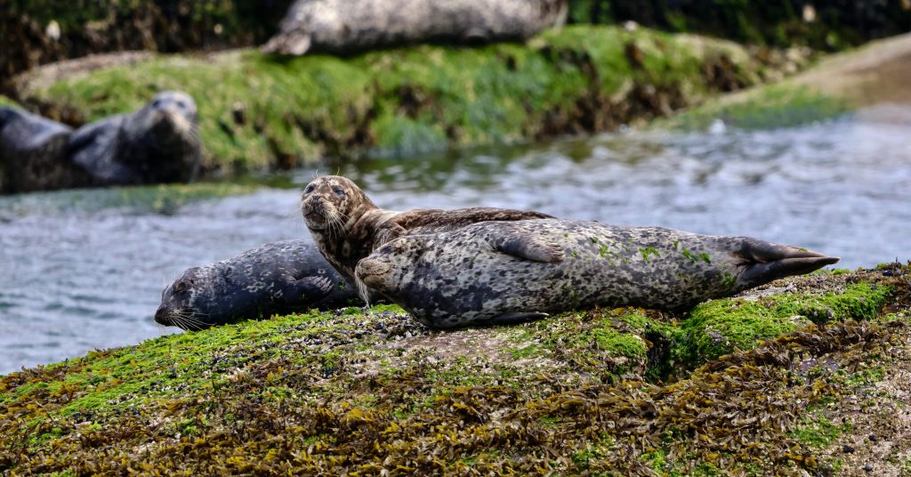 Seals hauling out