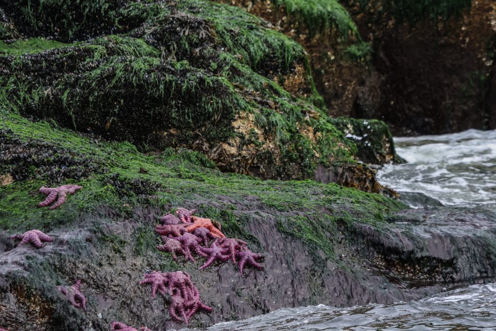starfish