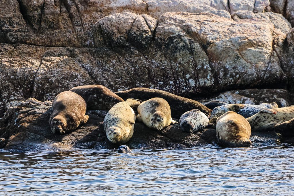 Vancouver seals