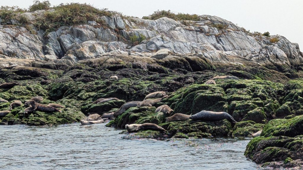 Seals in Whytecliff Park