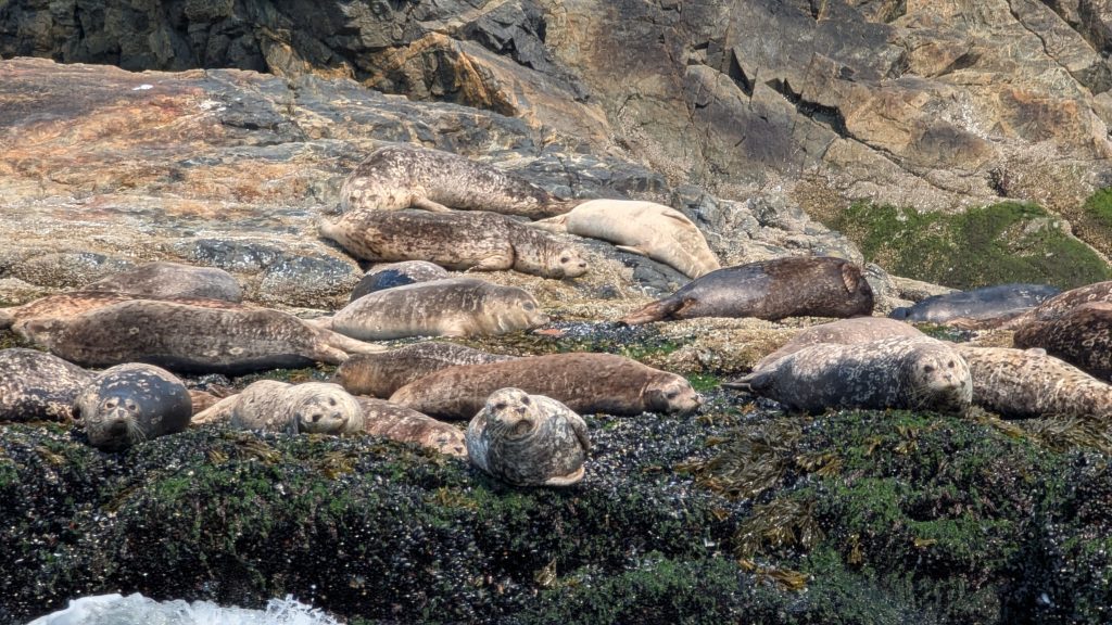 Harbour Seals