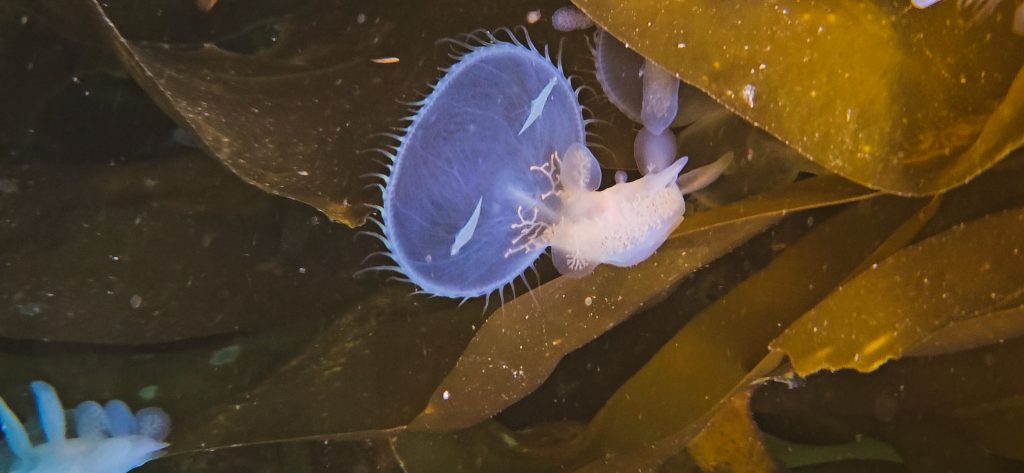 Jellyfish in kelp