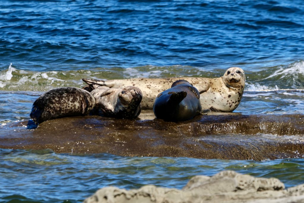 harbour seals in vancouver