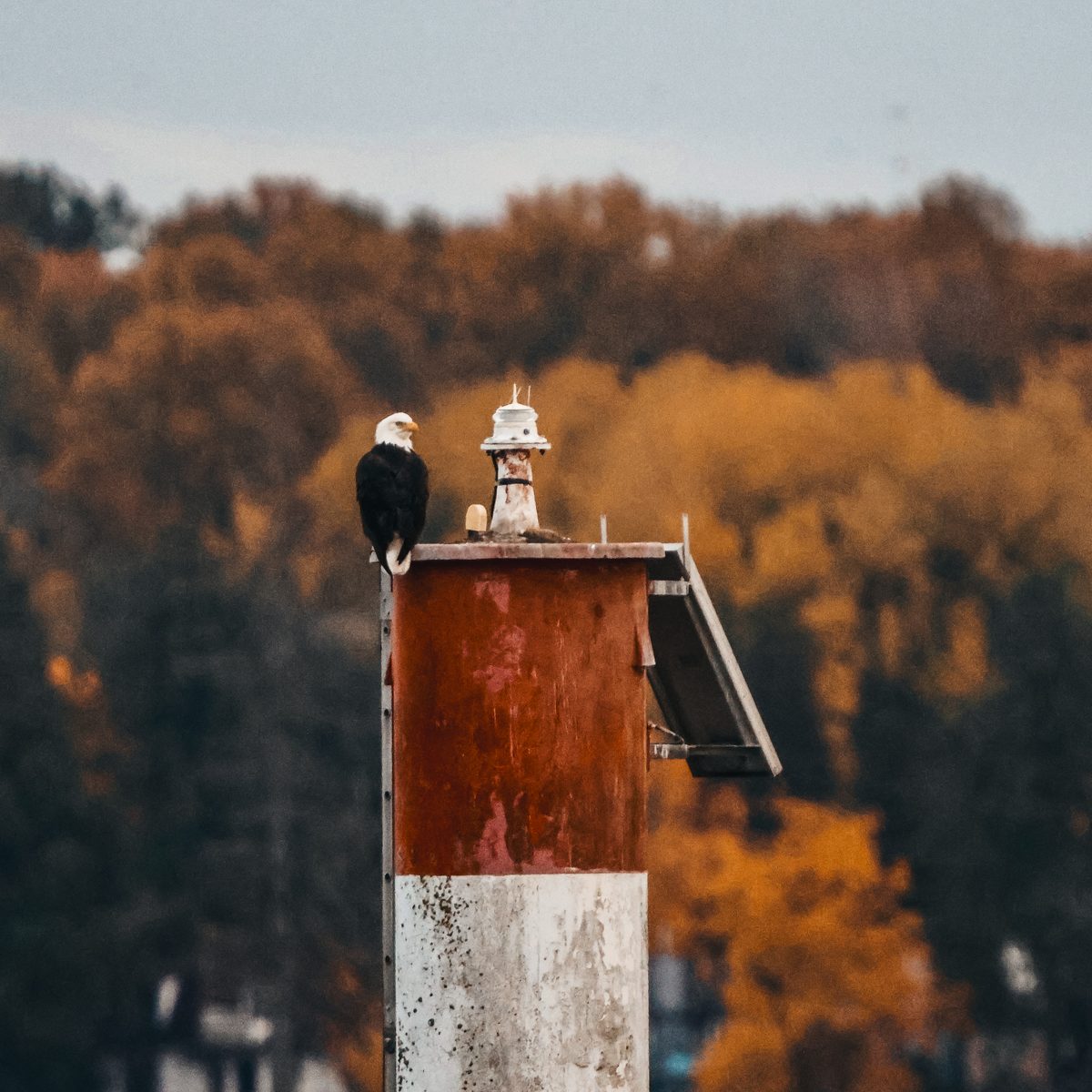 Eagle in Autumn