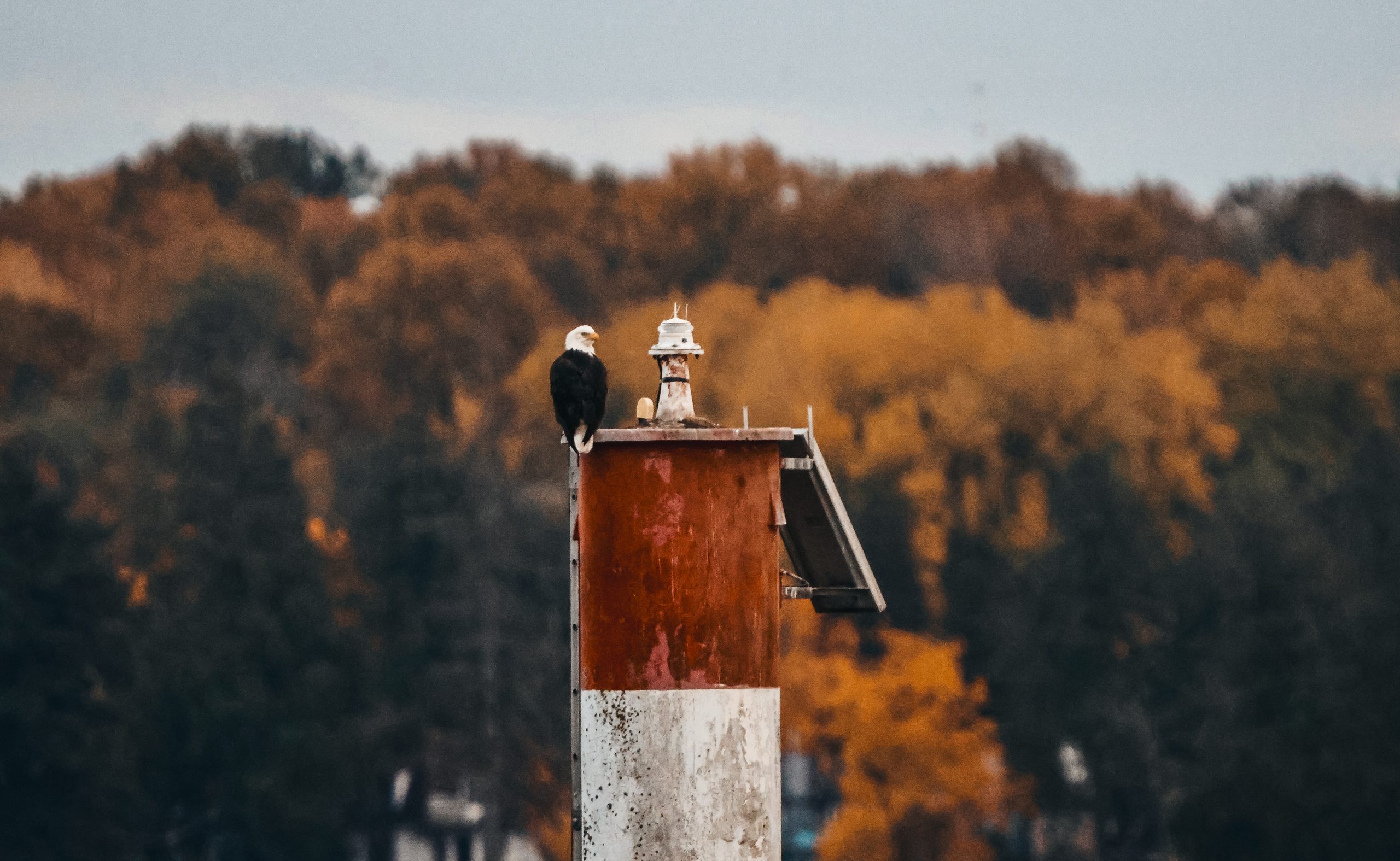 Eagle in Autumn