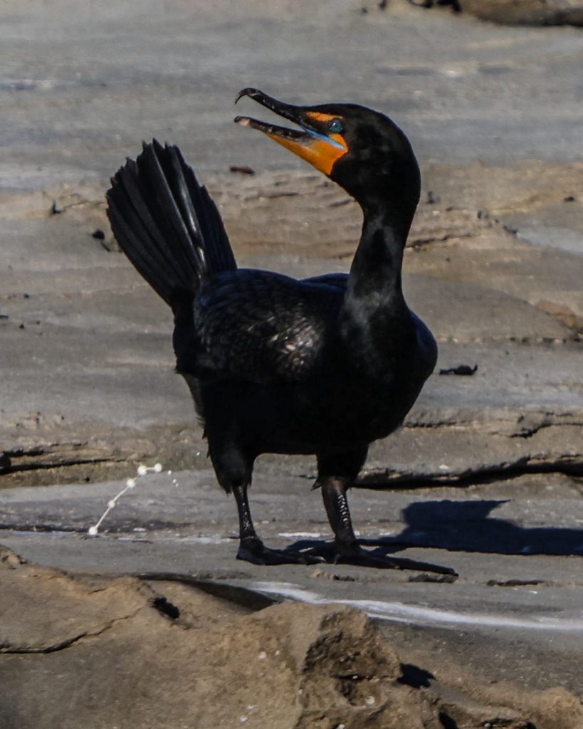 seabirds in vancouver