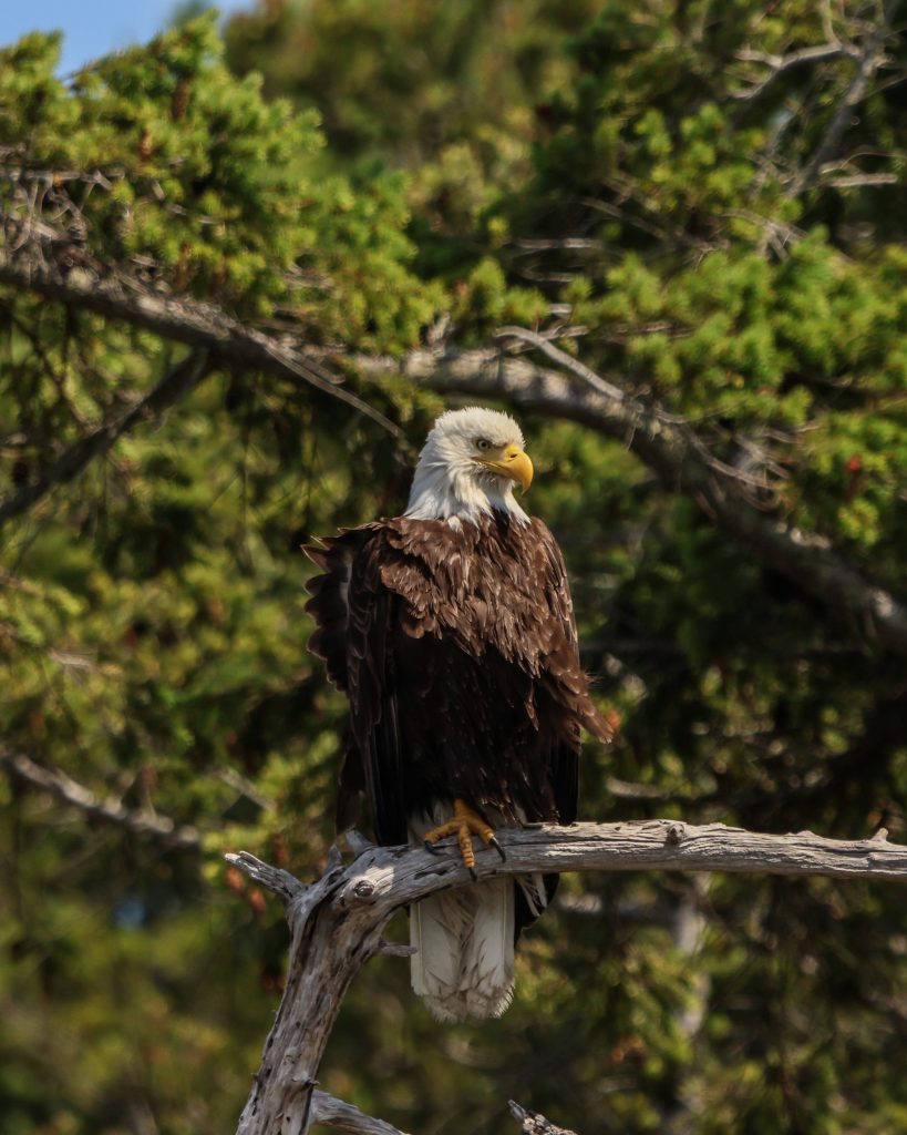 bald eagle in vancouver