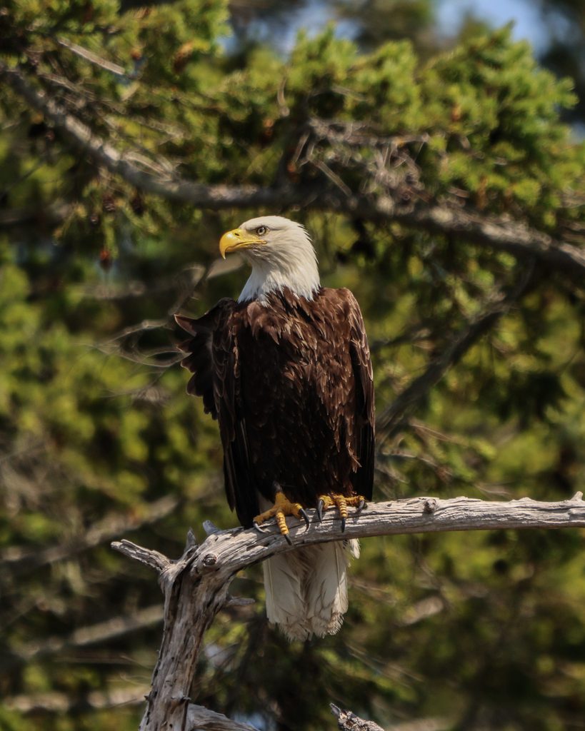 eagle in Stanley park