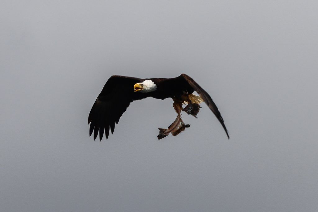 Eagle with Fish