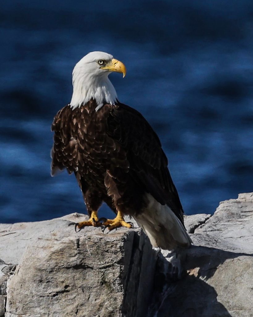 Eagle on the water