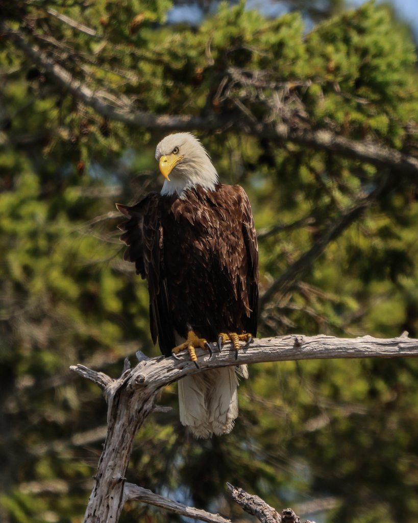 Vancouver Eagle
