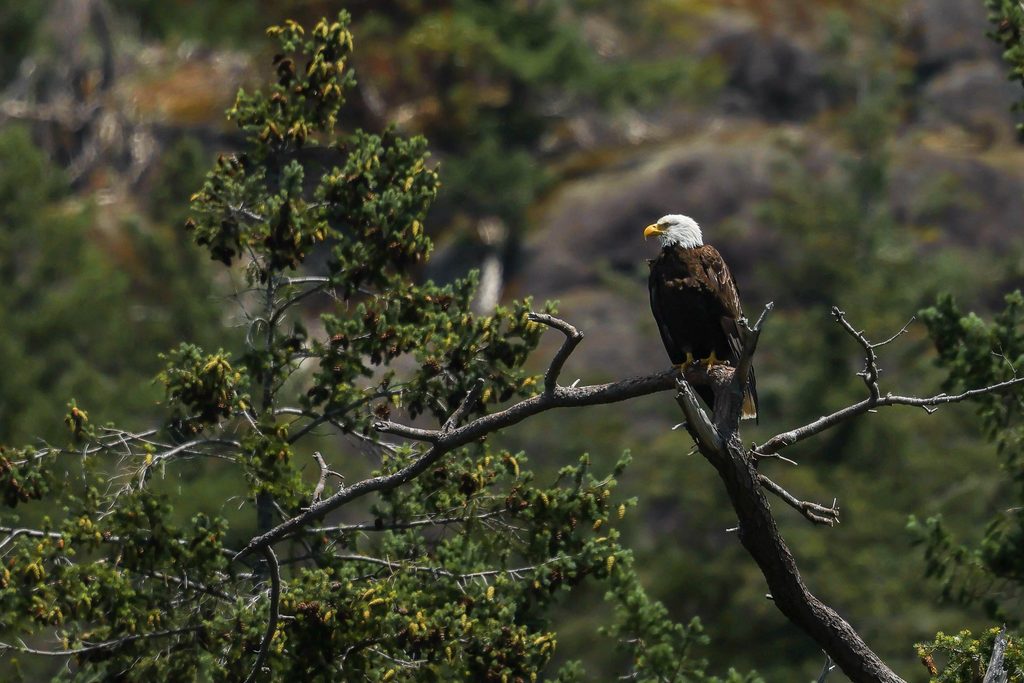 Eagle in the fall