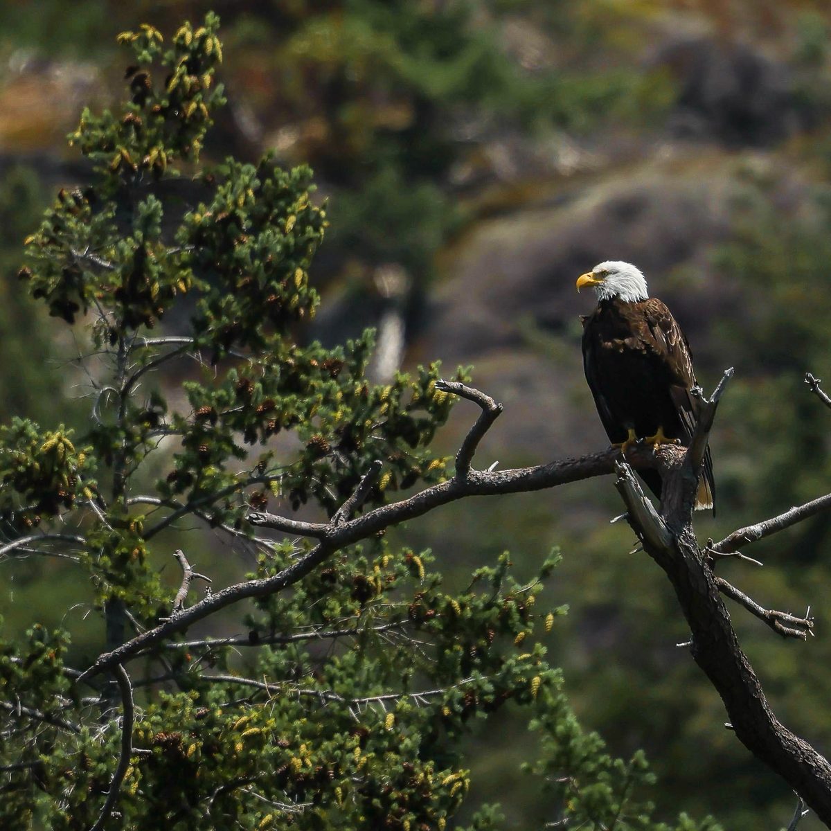 Eagle in the fall
