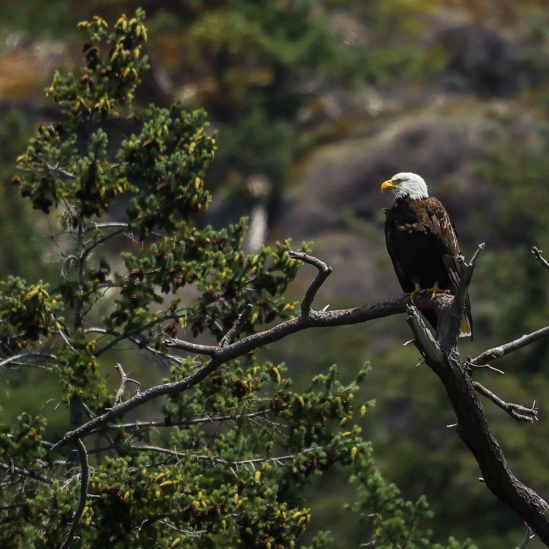 Eagle in the fall