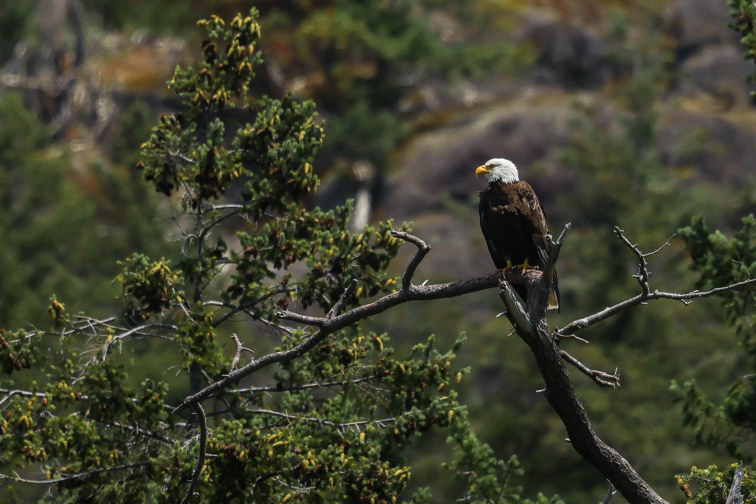 Eagle in the fall