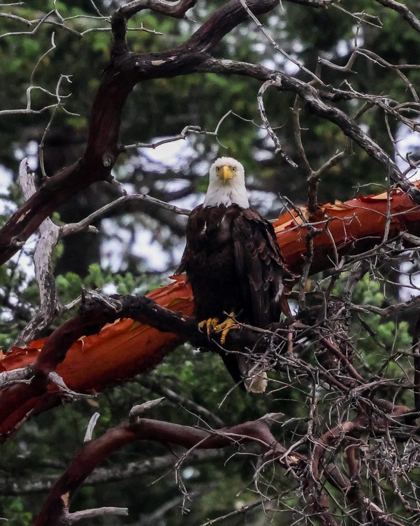 Perched Eagle